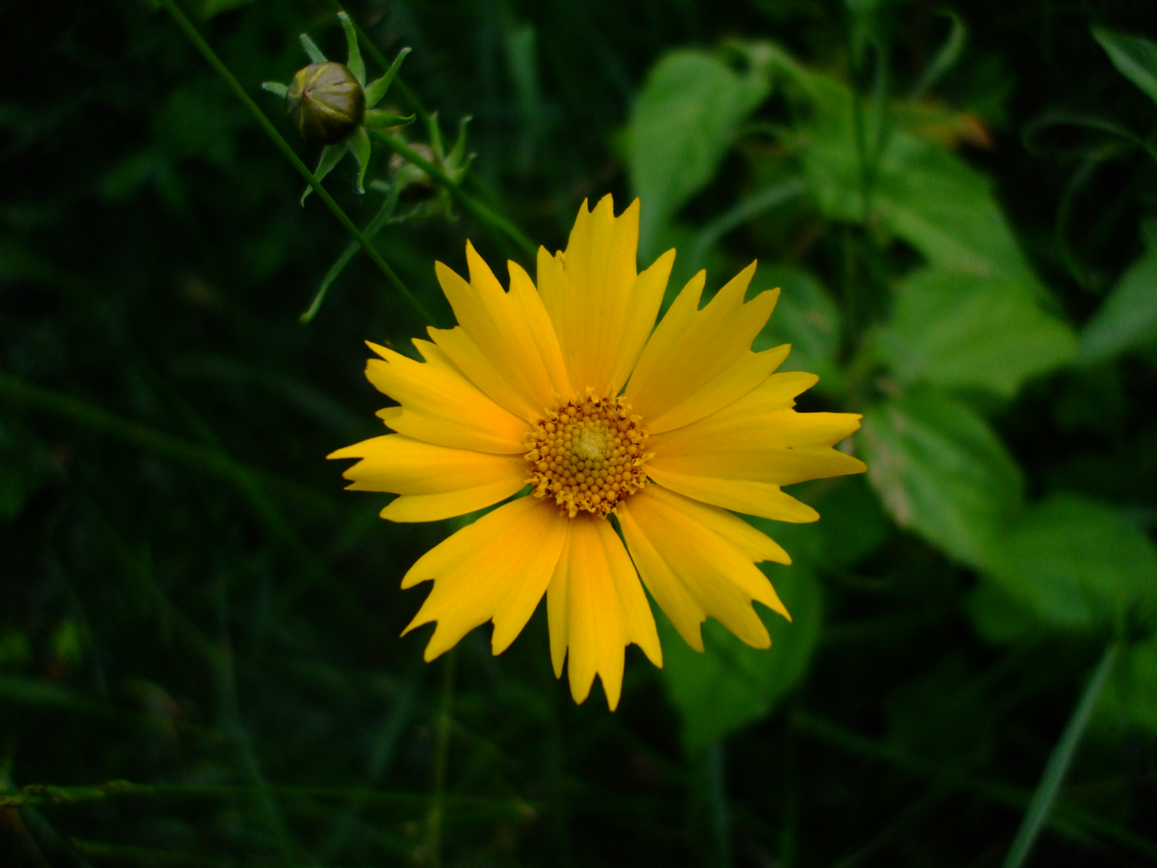Coreopsis grandiflora